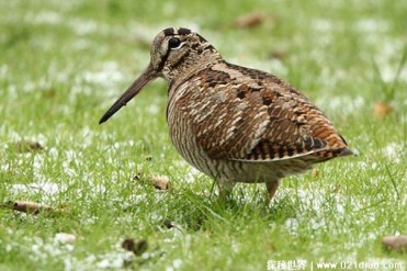 丘鹬是飞行比较慢的鸟类 速度为八千米每小时(身...