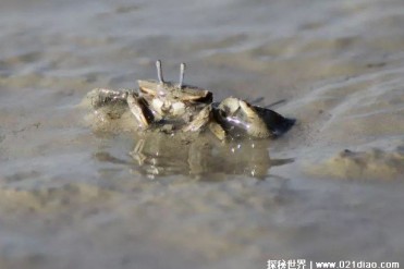 螃蟹经常在沙滩上生活的原因 可以到处觅食(食物...