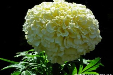 世界上最贵的菊花 白色万寿菊一株达1万美金(观赏...