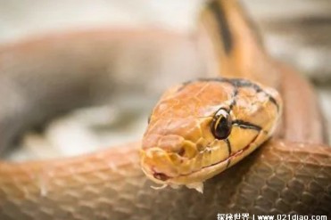 为什么蛇会选择在石缝中休息 保护自身的安全(安...