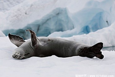 为什么海豹会选择在冰川上休息 可躲避天敌(智商...