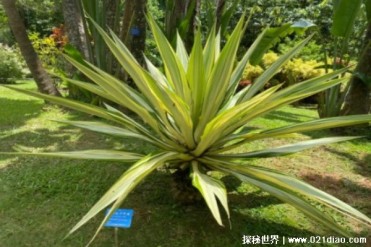 龙舌兰是一种大型草本植物 原产美洲热带地区(观...