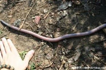 世界上最大的蚯蚓 澳大利亚巨型蚯蚓体长3米(繁殖...