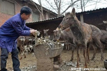 世界上人口最少的民族 查腾族总人口只有300多(与...