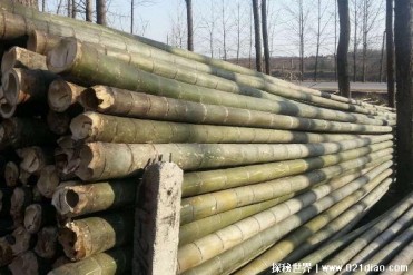 世界生长速度最快的植物 毛竹一夜长10厘米(经济...