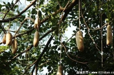 世界上最神奇的树 香肠树果实像极了香肠(高12米)