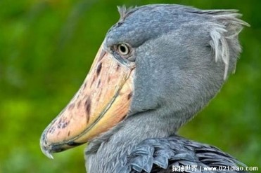 世界上最大的鸟 鲸头鹳身长可以达到150厘米(蠢萌...