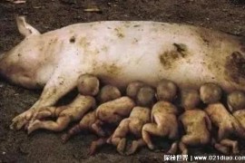  云南母猪产下8名男婴是真的吗 不是真的(只是谣言)