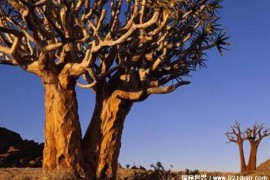 揭秘南非传说中的吃人树之谜 至今未解(缺乏依据)
