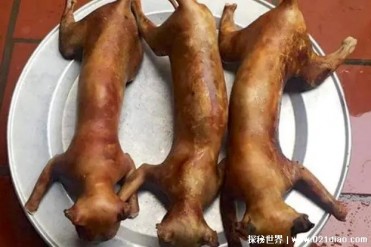 世界上最爱吃猫肉的国家 越南猫咪几乎灭绝(还得...