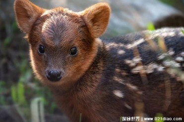 世界上个子最小的鹿 鼷鹿仅高20厘米重4斤(外形像...