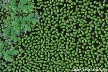 世界上最小的开花植物 无根萍长只有一毫米(生长...