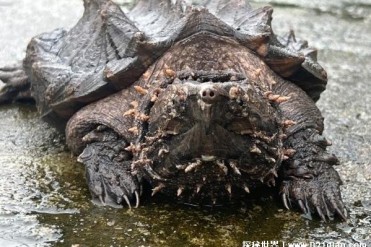 真鳄龟嘴巴像老鹰一样 可以撕扯人类皮肤(体长70...