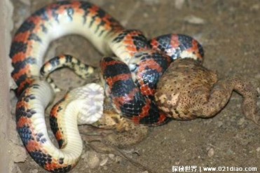 赤链蛇是一种食蛇性很强的毒蛇 攻击性很强(脾气...