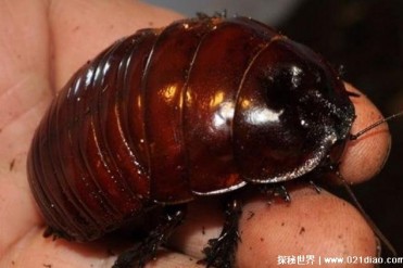 秘鲁巨人蟑螂倍受欢迎 体长达70厘米(观赏价值高)