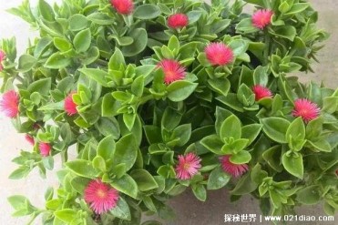 世界上十大常见吊兰品种 金鱼吊兰观赏价值高(形...