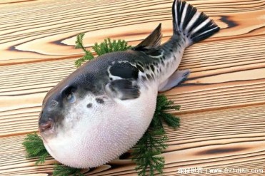 毒性极高的海洋生物 河豚有丰富的营养价值(比较...