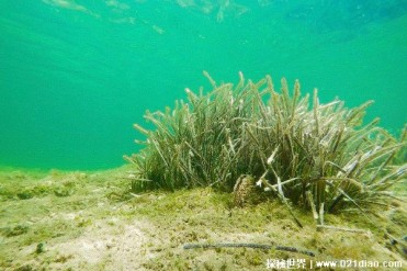 世界上寿命最长的生物 波西多尼亚海草超10万年(...