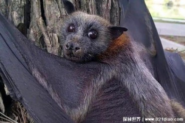 马来大狐蝠被称之为是水果蝙蝠 是夜行性动物(是...