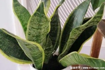 世界十大净化空气植物 吊兰可吸收有毒气体(称空...