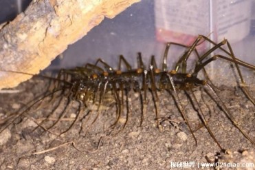 火山蚰蜒俗称草鞋底子 会蜇人并带有轻微毒性(体...