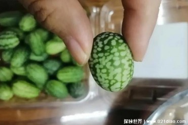 世界上最小的西瓜 拇指西瓜和手指头大小一样(味...