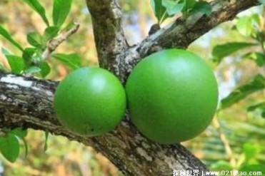 世界上最危险的西瓜 爆炸树的果实被称铁西瓜(成...