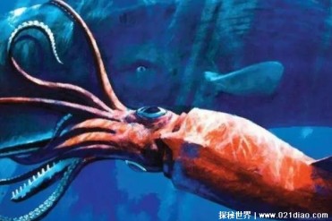 世界上最大的乌贼 巨枪乌贼体长可达到80多米(比...