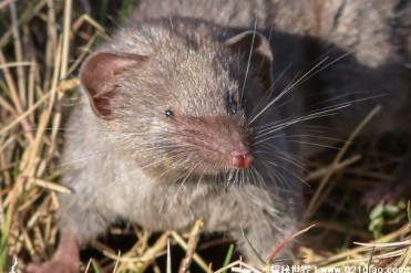 世界上最小的哺乳动物 鼩鼱身体长度仅6厘米(外形...