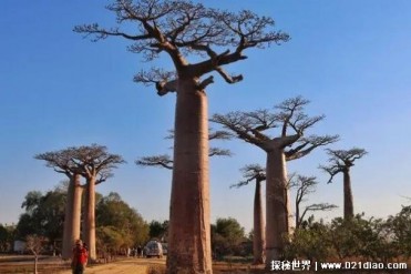 世界上寿命最长的树 猴面包树已有5500年的历史(...