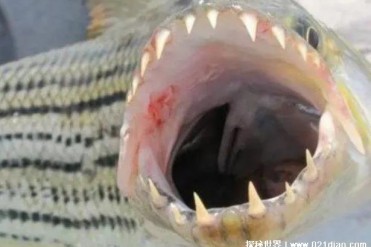 世界上最大的淡水鱼 巨型水虎鱼体长达到1.8米(重...