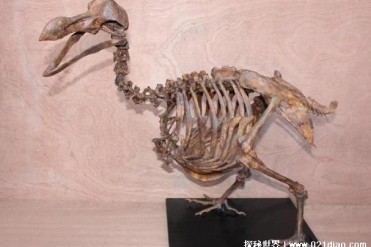 世界上最贵的鸟化石 渡渡鸟价格440万美元(比较珍贵)