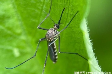 世界上最大的蚊子 华丽巨蚊体长达到了3.5厘米(不...