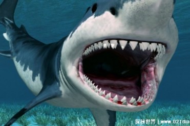 世界上最原始的鲨鱼种类 皱鳃鲨已有3.8亿年(被称...