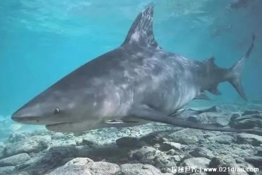 世界上最好斗的鲨鱼 牛鲨经常攻击人类(好奇心极强)