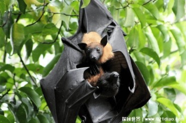 非洲最为独特的果蝠 黑冠果蝠是最恐怖的生物(外...