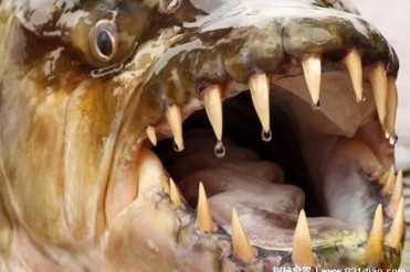 性格凶猛的热带淡水鱼 非洲虎鱼攻击力很强(体型...
