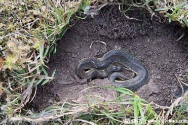 蛇为什么要冬眠 与温度和自身的缺点有关(难以生存)