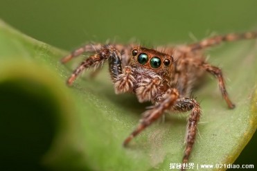 长毛蜘蛛杀手是一种猛禽鸟类 外形像怪兽(体型比...