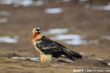 自然界中最会打扮自己的鹰 胡兀鹫观赏价值高(爱...