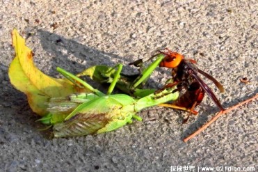 世界上最可怕的毒蜂 非洲杀人蜂攻击性极强(数量...