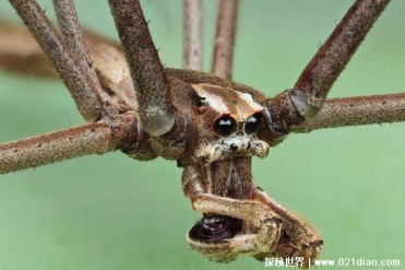 像渔夫一样撒网捕猎的蜘蛛 鬼面蜘蛛身体细长(面...