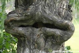  南非传说中的吃人树是否真实存在 未解的谜团(缺乏证据)