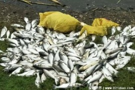  杞县出现大面积死鱼的原因 至今未被证实(首次出现)