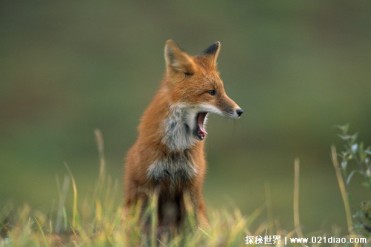 为什么狐狸在冬季改变毛色适应环境 隐藏自身(和...