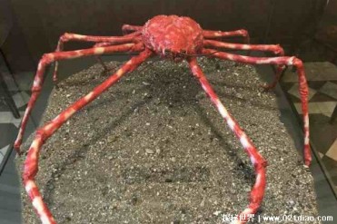 日本巨螯蟹有强而有力的爪子 目前是濒危物种(体...