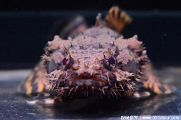 世界上最独特的一种生物 斑光蟾鱼被称绿帽王(体...