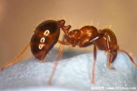  被誉为地表最恐怖的生物 红火蚁是入侵物种(繁殖能力强)