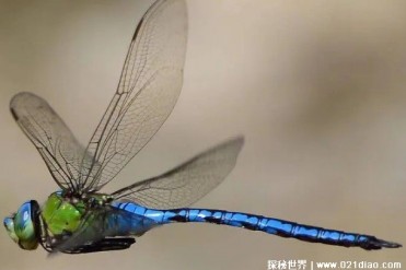 世界上飞行速度最快的昆虫 蜻蜓时速达60公里(飞...