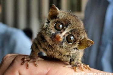 像老鼠一样大的灵长类动物 指猴体长有40厘米(杂...